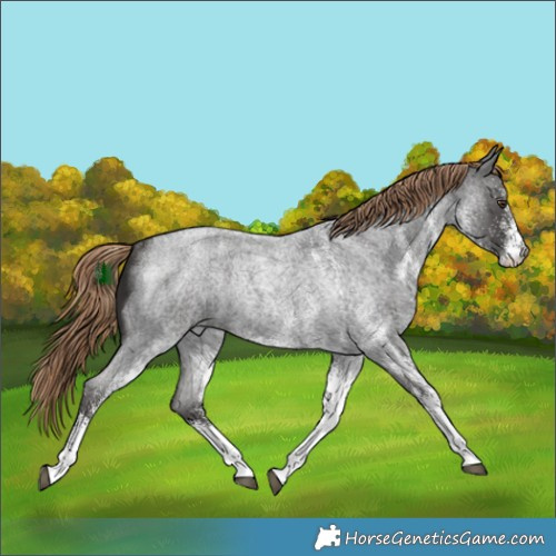 Horse Color:White Spotted Liver Red Roan Rabicano 