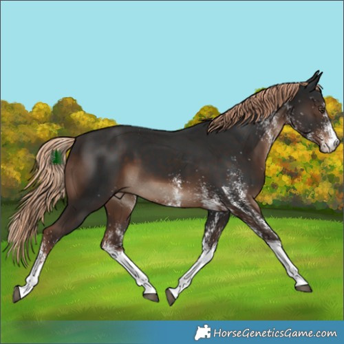 Horse Color:White Spotted Liver Chestnut Tobiano 