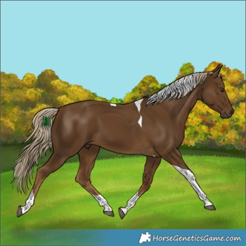 Horse Color:Chocolate Palomino Tobiano 