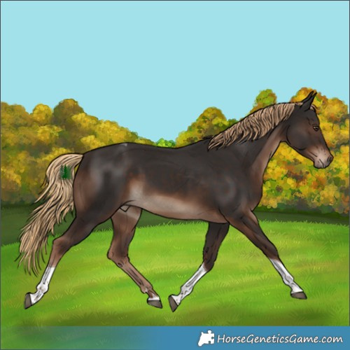 Horse Color:Liver Chestnut Tobiano 