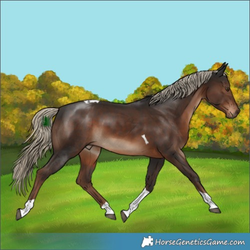 Horse Color:Liver Chestnut Tobiano 
