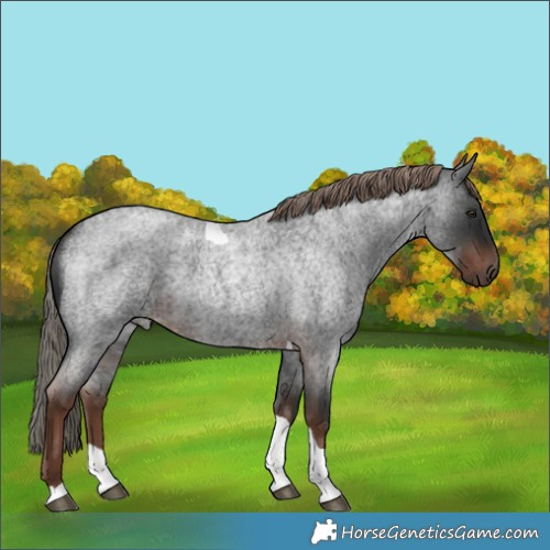Horse Color:Liver Red Roan Tobiano 