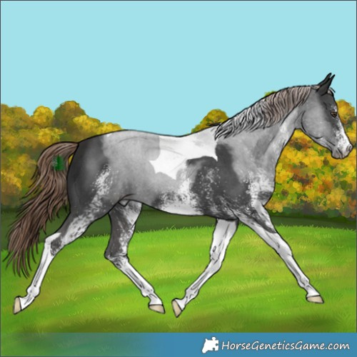 Horse Color:White Spotted Liver Chestnut Tobiano 