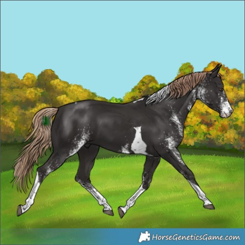 Horse Color:White Spotted Liver Chestnut Tobiano 