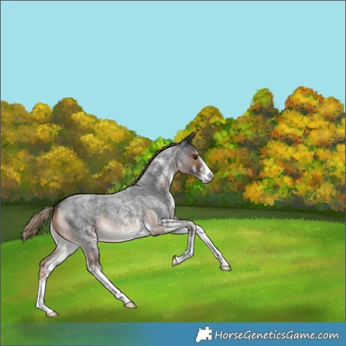 Horse Color:White Spotted Liver Red Roan 