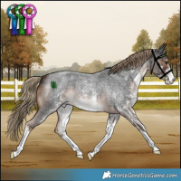 Horse Color:White Spotted Liver Red Roan 