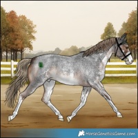 Horse Color:White Spotted Liver Red Roan