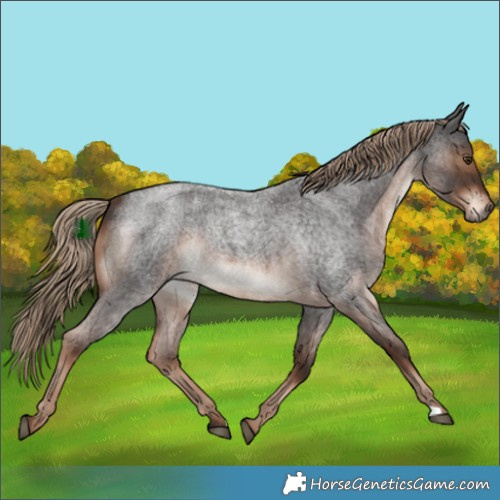 Horse Color:Liver Red Roan Rabicano