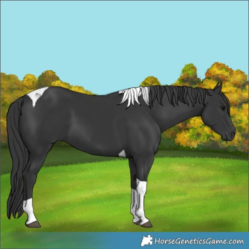 Horse Color:Black Tobiano 