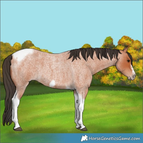 Horse Color:Bay Roan Tobiano Frame 