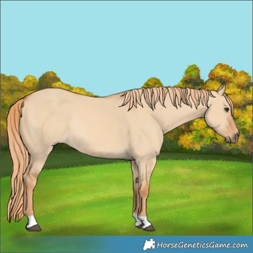 Horse Color:Red Dun Rabicano 