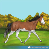 Horse Color:Bay Splash Frame