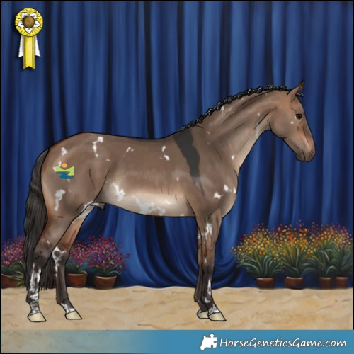 Horse Color:White Spotted Bay Dun 