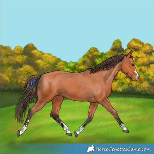 Horse Color:Bay Varnish 
