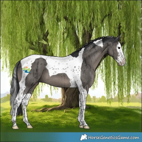 Horse Color:Grullo Splash Tobiano Brindle 