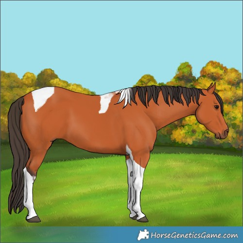 Horse Color:Bay Tobiano 