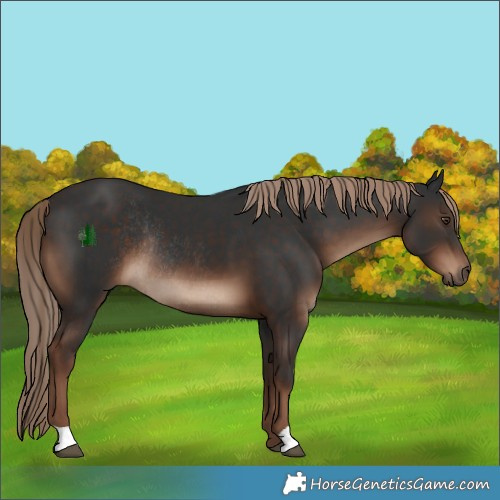 Horse Color:Liver Chestnut Rabicano