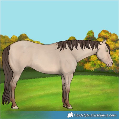 Horse Color:Amber Champagne Dun 