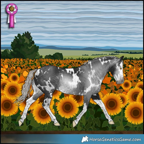 Horse Color:Gray White Spotted Silver Brown Splash 