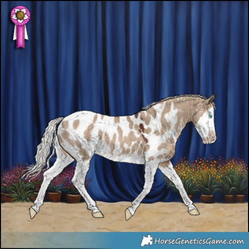 Horse Color:Silver Brown Dun Splash Near Leopard