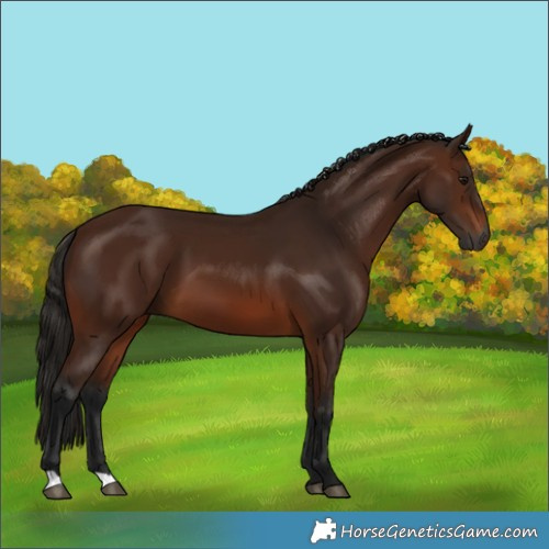 Horse Color:Gray Bay