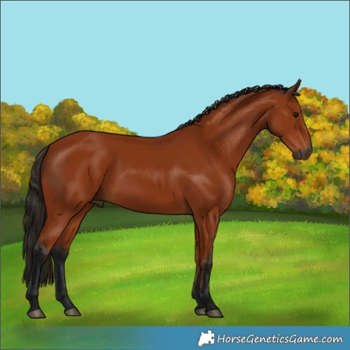 Horse Color:Gray Bay 