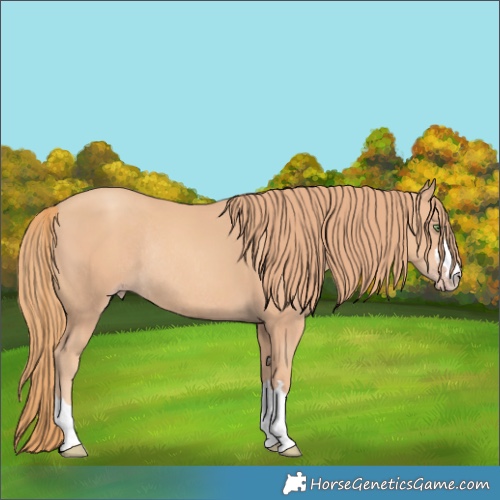 Horse Color:Gold Champagne Rabicano 