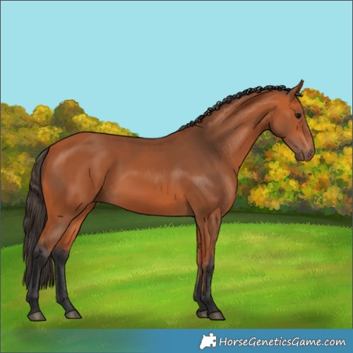 Horse Color:Bay 