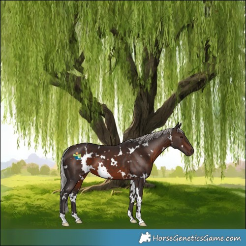 Horse Color:White Spotted Silver Brown