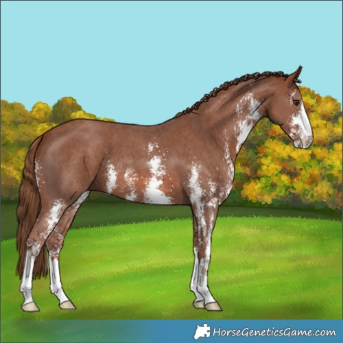 Horse Color:Chestnut Sabino