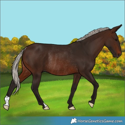 Horse Color:Gray Silver Brown Rabicano 