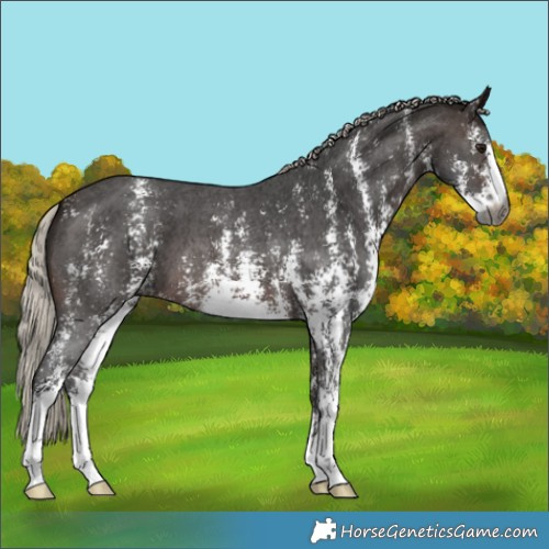 Horse Color:Gray Silver Brown Sabino 