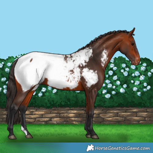 Horse Color:Bay Near Fewspot 