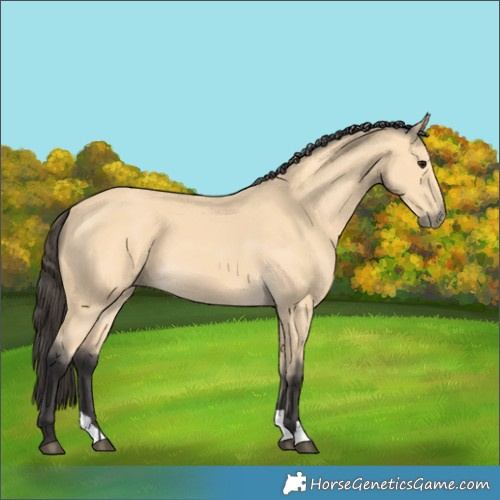 Horse Color:Buckskin
