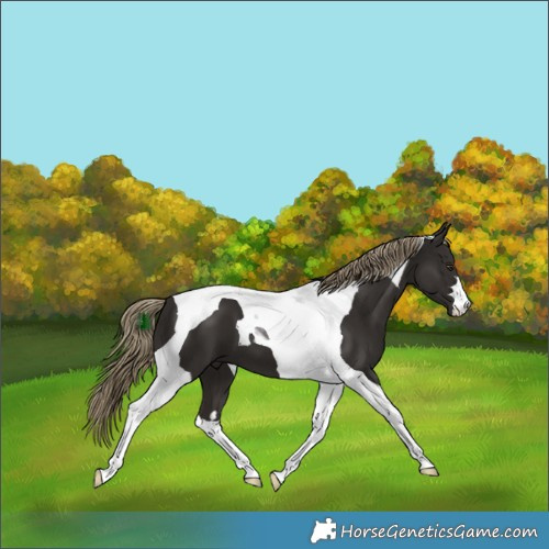 Horse Color:Liver Chestnut Tobiano