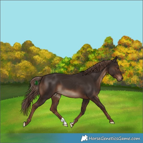 Horse Color:Liver Chestnut 