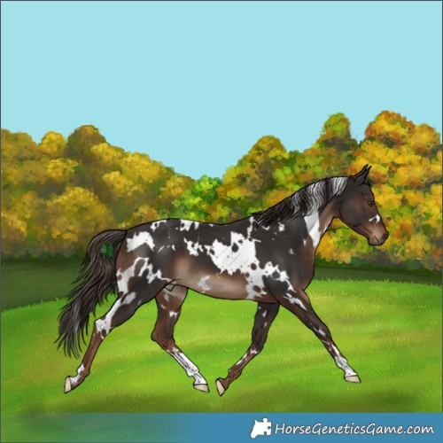 Horse Color:White Spotted Liver Chestnut 