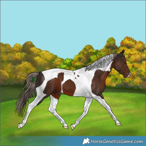 Horse Color:Liver Chestnut Tobiano