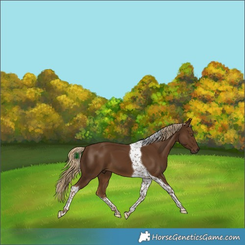 Horse Color:Chocolate Palomino Tobiano