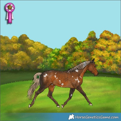 Horse Color:White Spotted Chocolate Palomino 