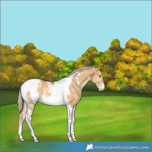 Horse Color:White Spotted Palomino Dun Tobiano Rabicano 