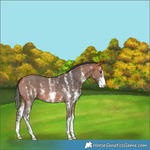 Horse Color:Bay Sabino