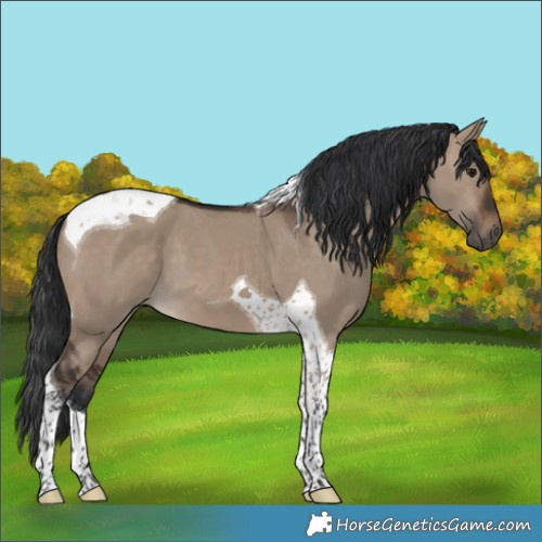 Horse Color:Unknown 