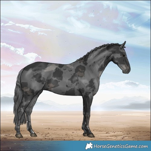 Horse Color:Black Merle 