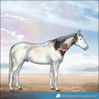 Horse Color:Brown Merle 