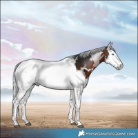Horse Color:Brown Merle