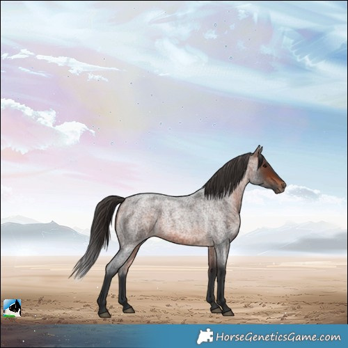 Horse Color:Bay Roan Rabicano 