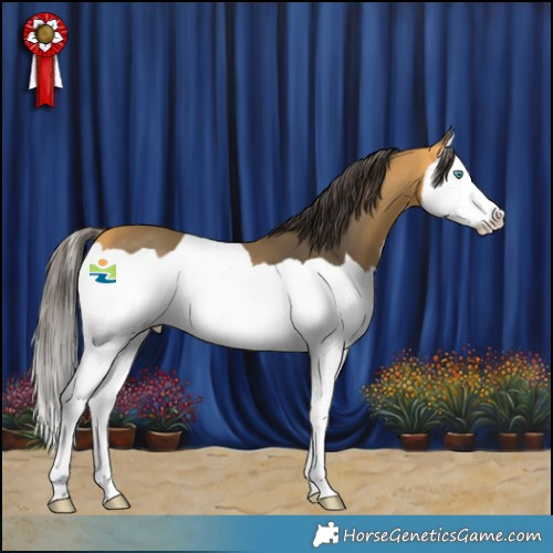 Horse Color:Buckskin Splash