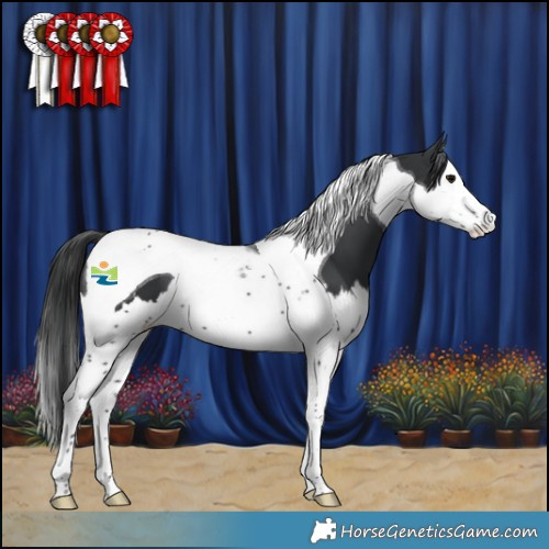 Horse Color:Black Splash Tobiano 