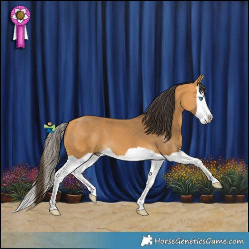 Horse Color:Buckskin Splash 